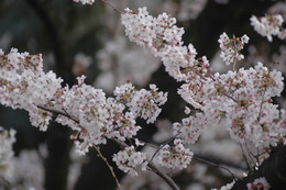 関東で桜散るも、南東北・信越で開花シーズン! 画像