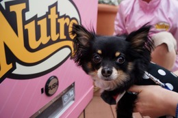 “小型犬専用”の自動販売機、ららぽーと豊洲に登場!……ワンちゃん達の反応は? 画像