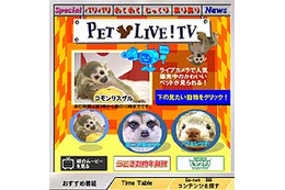 かわいい動物たちの様子をSo-net TVがライブ配信〜ミーアキャット、フェレット、コモンリスザル、etc. 画像