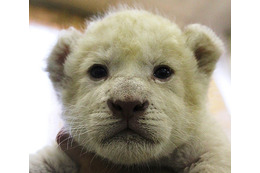 ホワイトライオンの赤ちゃんの名前大募集！……伊豆アニマルキングダム 画像