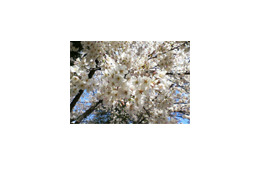 桜はまだかいな!? 日本気象協会が2007年開花予想と花見情報を発信 画像