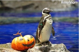 親子でお泊り水族館、ハロウィンバージョン 10月27-28日 画像