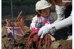 サツマイモと落花生の収穫体験 10月27-28日 画像