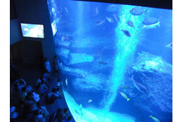 1000km離れたすみだ水族館で小笠原を感じる 2月2日 画像