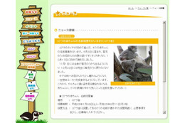 コアラの赤ちゃんに名前を付けよう 1月26日-2月11日 画像