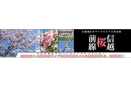 ＠NetHome、信越地区の花見どころをライブ中継する「信越桜前線」 画像