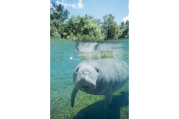 BBit-Japan、ネイチャードキュメンタリー「NATIONAL GEOGRAPHIC CHANNEL」を配信 画像