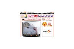 ウチのニャンコが一番! 愛猫の映像投稿コンテスト 画像