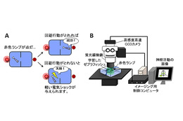 “魚の記憶力”を可視化、人の意思決定メカニズムを探る……理研 画像