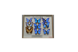 【夏休み】熱帯の生き物展 3つのコース 画像