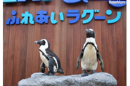 【夏休み】ラゾーナ川崎プラザ、八景島シーパラダイスからペンギンがやって来る 画像