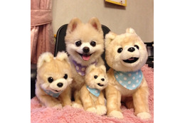 犬はチワワが、猫はアビシニアンがNo.1 ペットの人気ランキング 画像
