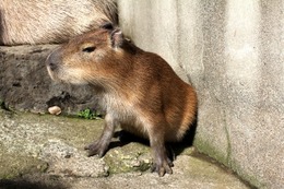 カピバラが“肉球”で調印?!…長風呂対決＆露天風呂協定 画像