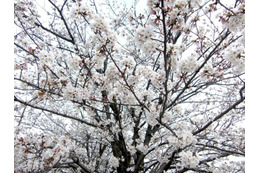 桜の開花はどうやって予想する？　どの木に何輪咲いたら開花なの？ 画像