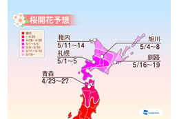 【GW】東北や北海道で桜の開花シーズンへ 画像