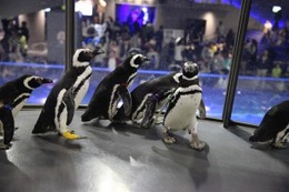 【GW】ペンギンが水槽の外に出てペタペタと 画像