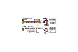 関西電力とOKI、アクセス系光ファイバー網の超大容量通信技術を開発 画像