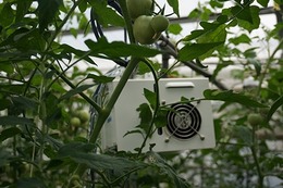 NEC、小松市のトマト農家へ農業クラウドを提供……生産力向上と人材育成