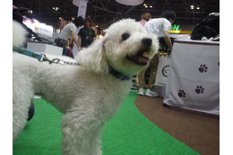 【Interpets 2014 Vol.24】ペットを連れてInterpetsに行ってみた 画像