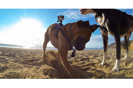 犬の視点で撮影!GoPro、初のペット向けアクセサリー「Fetch」発売 画像