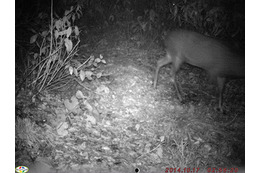 白神山地（青森県・秋田県）で赤外線監視カメラによってニホンジカの生息を確認 画像