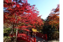 絶景!静岡の紅葉は今からが見ごろ!…ライトアップ&つり橋からの眺望など 画像
