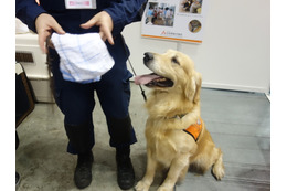 【Pet博 2015】災害現場で活躍する救助犬 画像