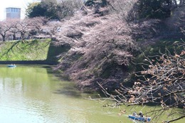 都内の桜、見頃は来週か!? 皇居近くの千鳥ヶ淵はまだ蕾も 画像