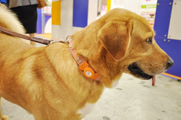 【Interpets 2015 Vo.17】迷子の愛犬・愛猫も見つかる!ペット用ウェアラブル「つながるコル」 画像