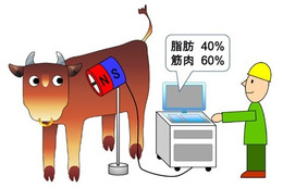 切って見なければわからない牛肉の霜降り、生きたまま！ 画像