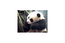 中国のパンダ保護研究センターから癒しの赤ちゃんパンダの映像を 画像