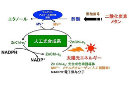 太陽光を利用してエタノールを生成、大阪市立大学とマツダが技術開発 画像