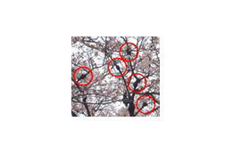 桜の木が危ない！　枯れる恐れもある原因不明の“こぶ病”を調査 画像