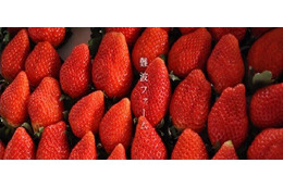 IT×農業×地方創生! 岡山「こっそり農遠」から新イチゴ誕生 画像