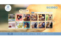 人気の柴犬まる、三重県の観光大使に! 画像