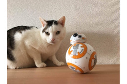 スマホで操作!SWの人気ドロイド「BB-8」を試してみた! 画像
