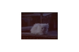 こんどは「白いねこ」だ!——ソフトバンクの新CM情報 画像