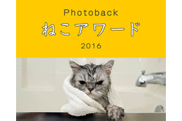 「うちの子が一番かわいい!」表参道で”ねこバカ”のためのフォトコンテスト 画像