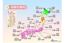 桜の開花予想、東京が全国に先駆けて開花 画像