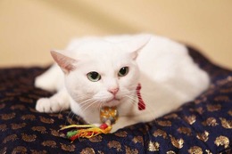 悶絶必至! 「猫侍」あなごの秘蔵写真、一挙公開 画像
