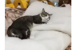 ベッドにコテン!我が物顔でくつろぐ猫 画像