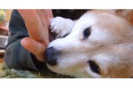 【幸せ】なんだかほっこり!愛されて幸せそうな柴犬! 画像