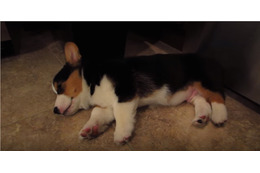 キュートすぎる!どこでも眠れるコーギーの子犬 画像