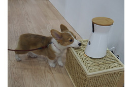 【Interpets 2016 Vol.11】ワンちゃんがカメラ前で待機!オヤツを投げられるWebカメラ 画像