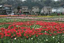 東京・羽村市で「チューリップまつり」！40万本を鑑賞