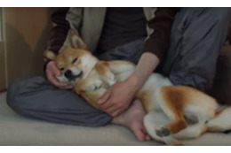 【動画】「でろーん」……マッサージに脱力中の柴犬 画像