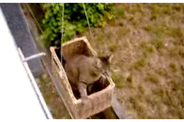【動画】これが猫専用エレベーター! 画像