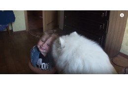 【動画】チューしたい!サモエド犬のキスの嵐に笑い転げる女の子 画像