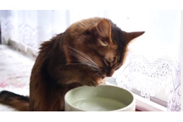 【動画】水の飲み方がまるでアライグマ?なネコ 画像