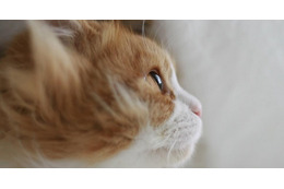 猫さんのステキな横顔10選! 画像